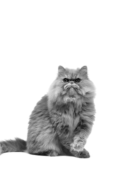 Pourquoi votre chat a toujours raison - Mieux comprendre votre animal grâce à l'Éduchateur