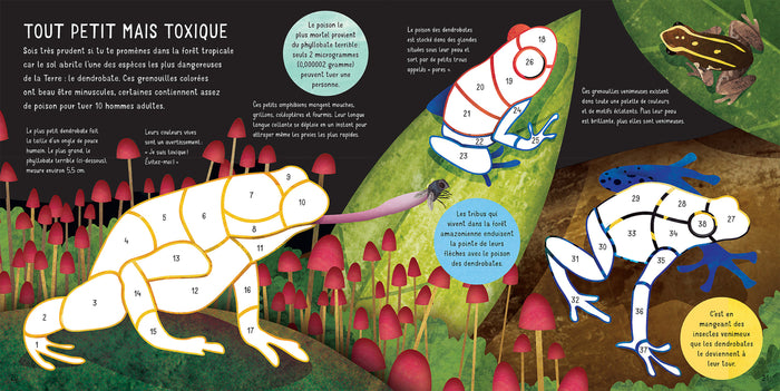 Les animaux de la jungle