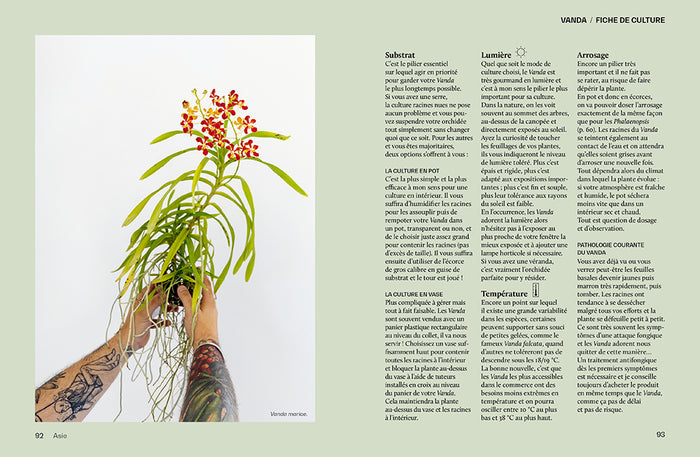 Orchidées - Guide de culture décomplexé