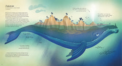 Sur les traces des créatures fantastiques de la mer