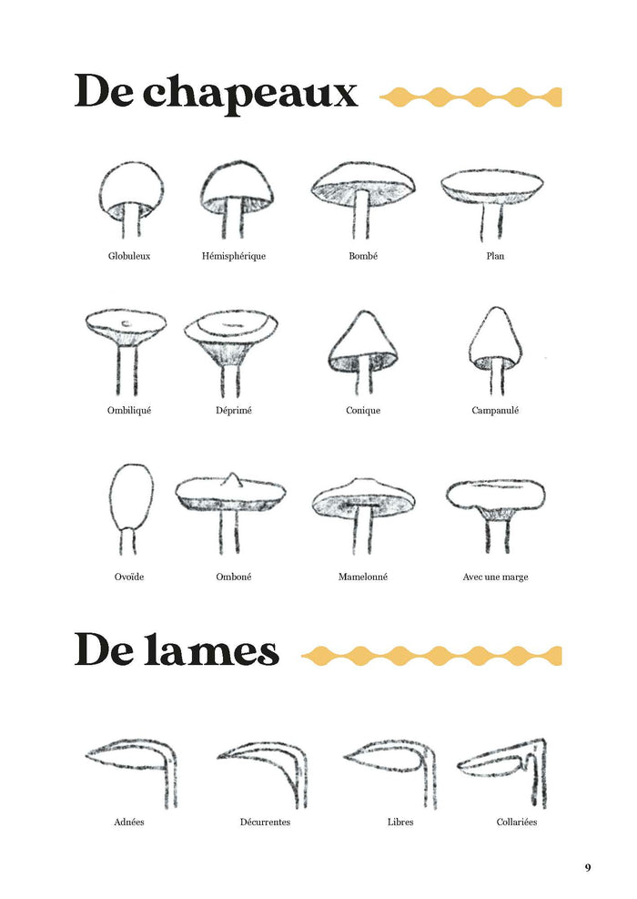 Comment trouver des champignons ?