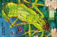 Construis tes insectes géants et autres avec des autocollants