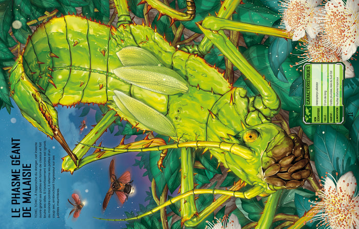 Construis tes insectes géants et autres avec des autocollants