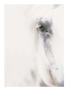 Chevaux de rêves - Les plus belles races du monde - Nouvelle édition