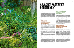 Jurassic Plantes - Ginkgos, magnolias, prêles... l'esprit jungle dans votre jardin