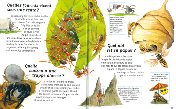 Les insectes - Questions/Réponses - Dès 7 ans