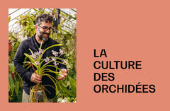 Orchidées - Guide de culture décomplexé