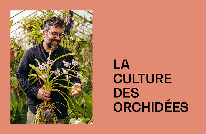 Orchidées - Guide de culture décomplexé