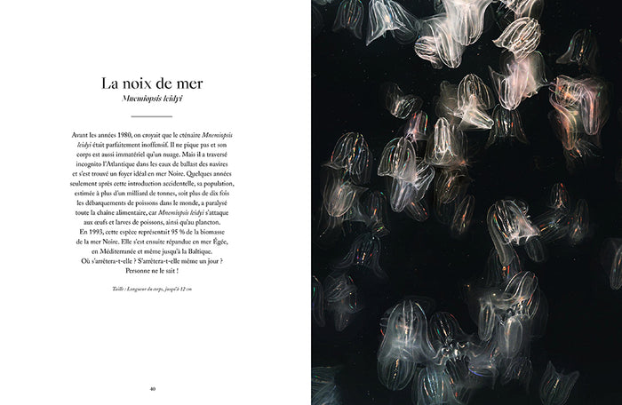 Le monde étrange et fascinant des méduses