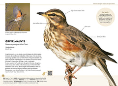 Reconnaître facilement les oiseaux du jardin - Photos grandeur nature