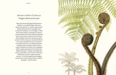 Fougères - Une leçon d'adaptation