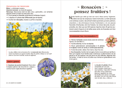 Les carnets du scarabée - Fleurs sauvages