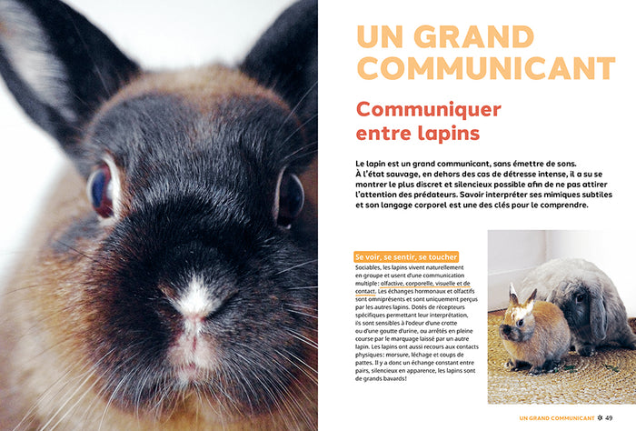 Pourquoi mon lapin fait-il ça ?