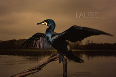 La rivière en bas de chez moi