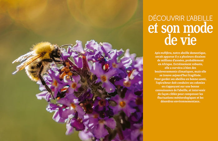 Installer un premier rucher