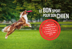 Les 5 sports canins gagnants
