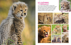 Les bébés animaux 800 photos