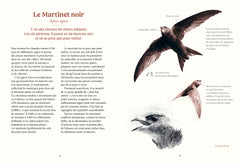 Les oiseaux de nos jardins & leur vie secrète
