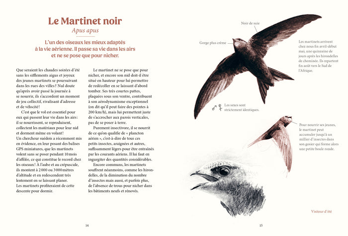 Les oiseaux de nos jardins & leur vie secrète