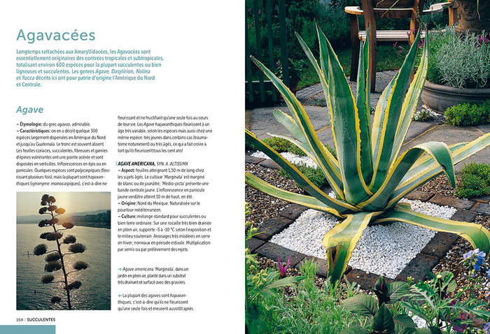 Cactées et succulentes - Comment les cultiver et les entretenir facilement