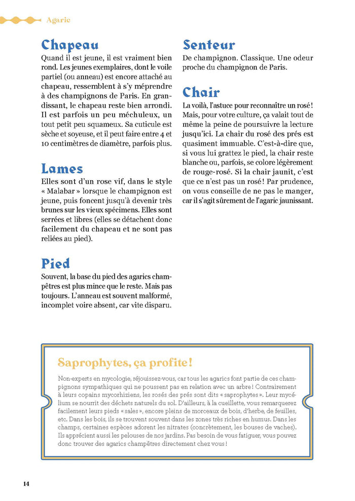 Comment trouver des champignons ?