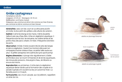 Oiseaux des lacs