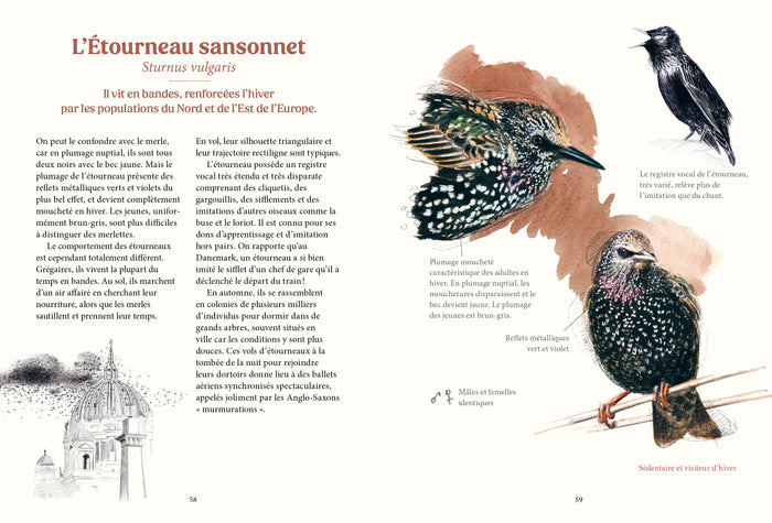 Les oiseaux de nos jardins & leur vie secrète