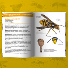 Abeilles et guêpes