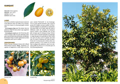 Agrumes résistant au froid