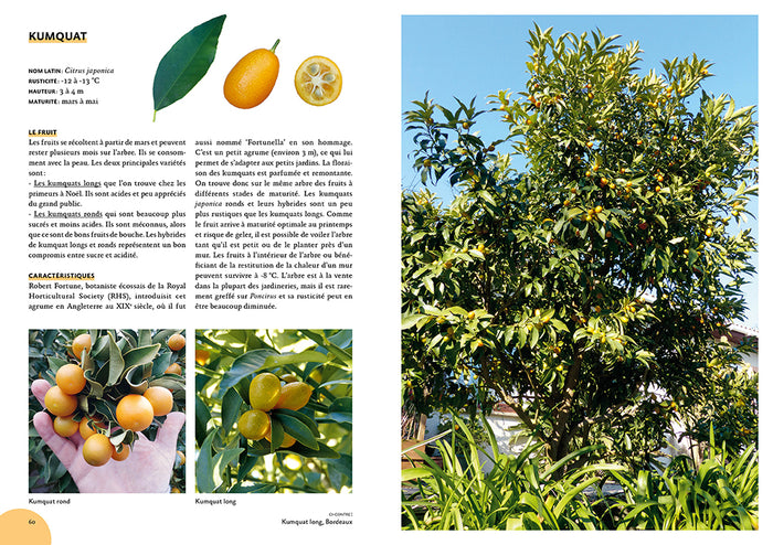 Agrumes résistant au froid