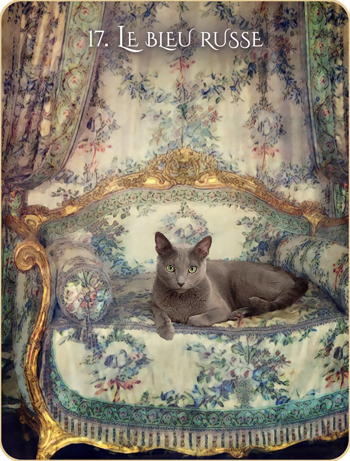 L'oracle initiatique des chats