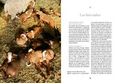 Elever des brebis et des moutons