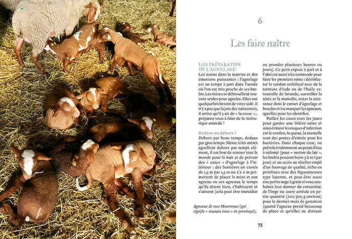 Elever des brebis et des moutons