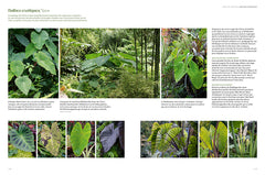 Jardin jungle - Inspirations et plantes adaptées à nos climats