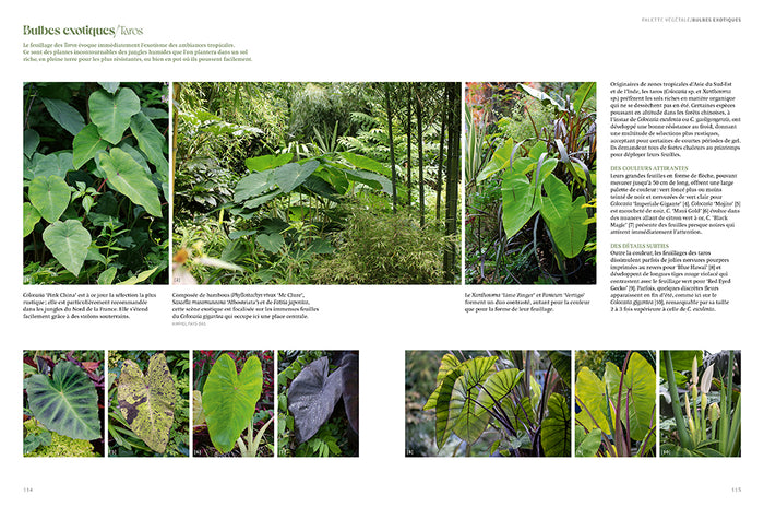 Jardin jungle - Inspirations et plantes adaptées à nos climats