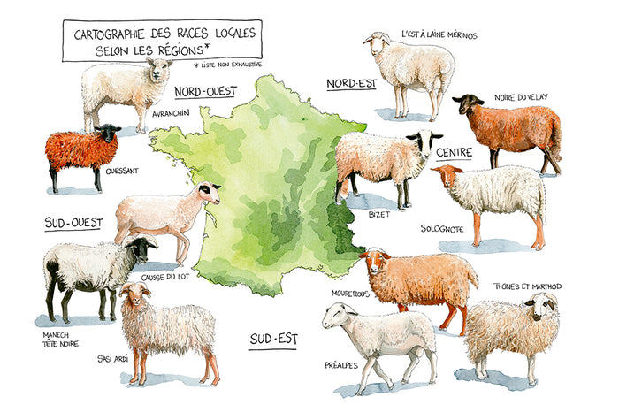 Elever des brebis et des moutons