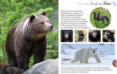 Les ours