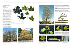 Dictionnaire visuel des arbres et arbustes communs