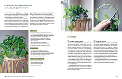 Le guide de la multiplication des plantes d'intérieur