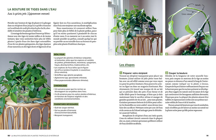 Le guide de la multiplication des plantes d'intérieur