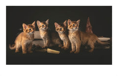 Semainier 2025 - Chats mignons
