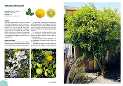 Agrumes résistant au froid