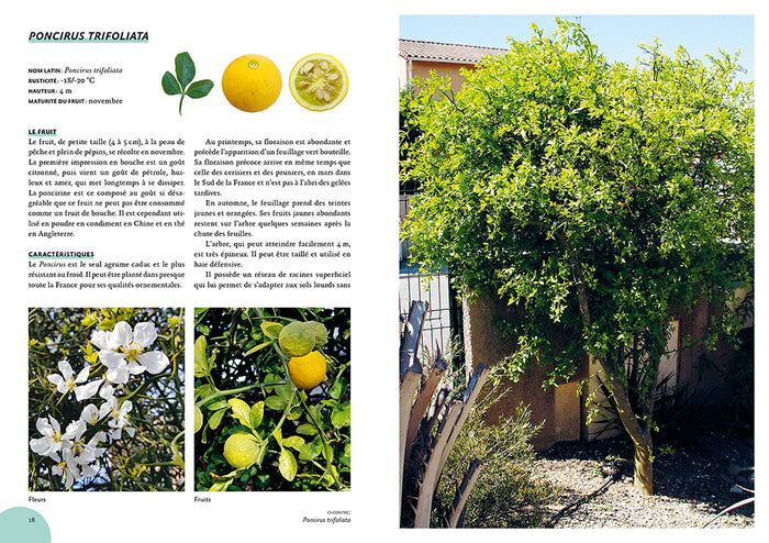 Agrumes résistant au froid