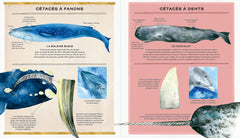La vie secrète des baleines