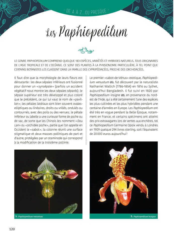 Le guide pratique des orchidées