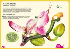 Guide des insectes du monde et autres invertébrés