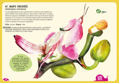 Guide des insectes du monde et autres invertébrés