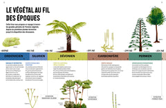 Jurassic Plantes - Ginkgos, magnolias, prêles... l'esprit jungle dans votre jardin