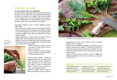 Plantes aromatiques - Comment les cultiver et les entretenir facilement