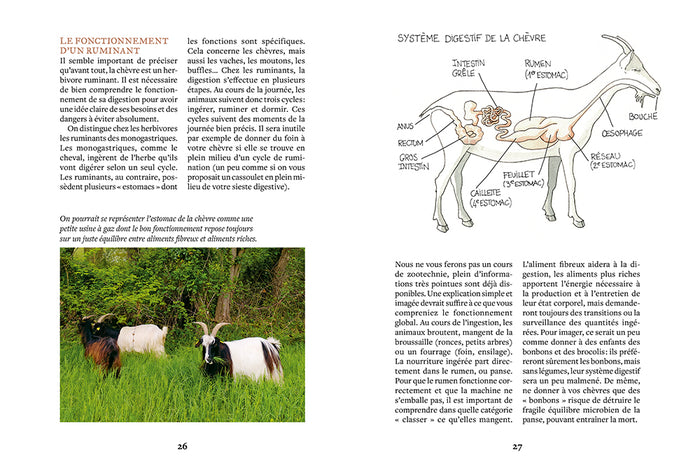 Élever des chèvres et faire son fromage